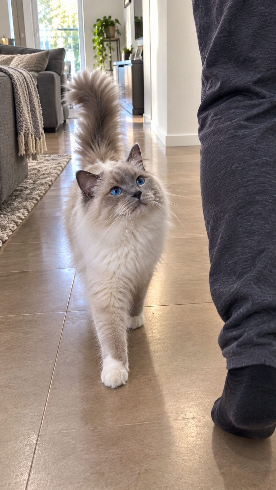 Willow