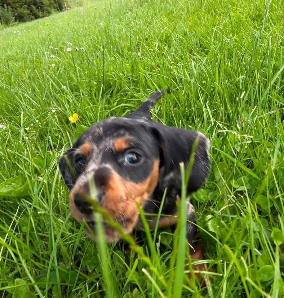 Otis