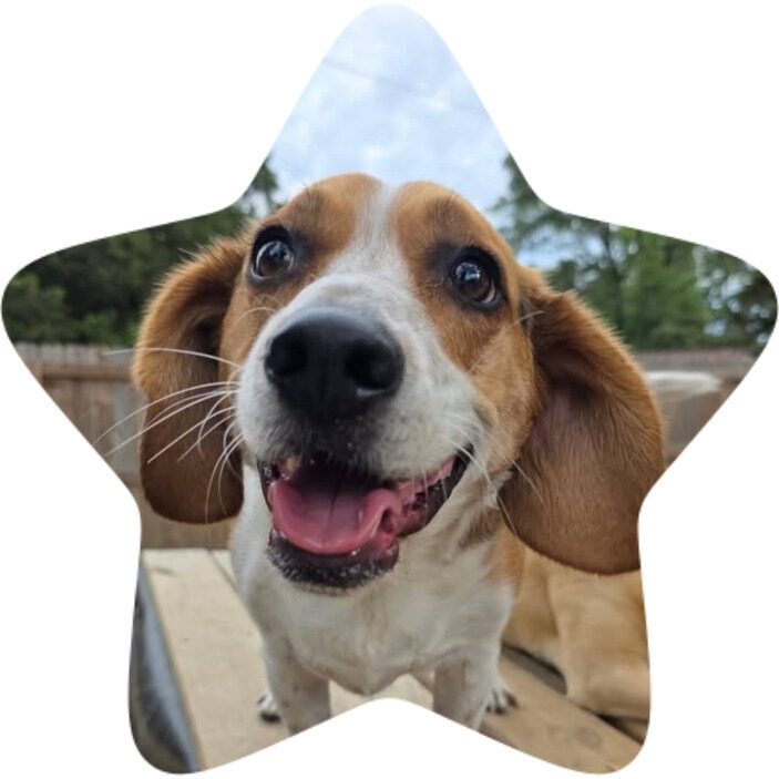 bruno rigatoni