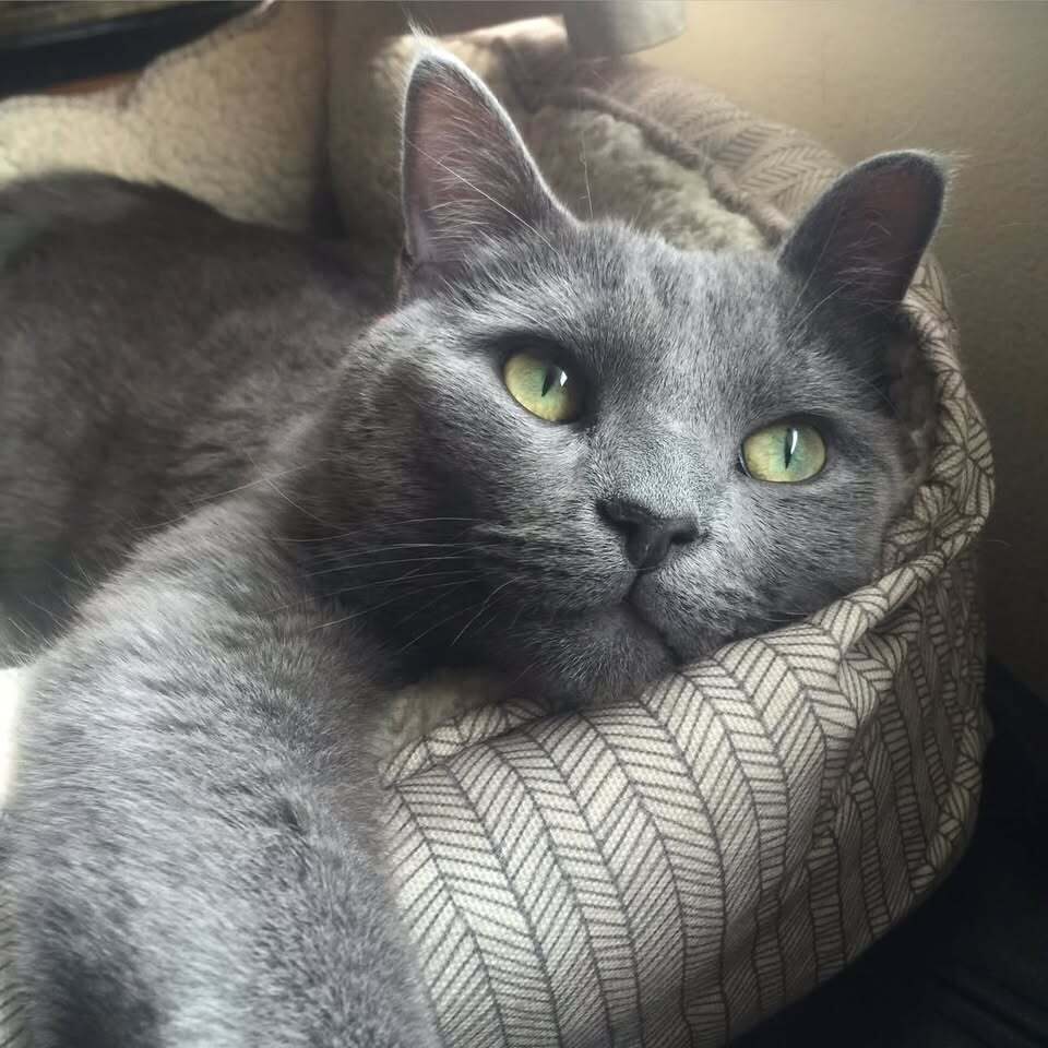 Bo