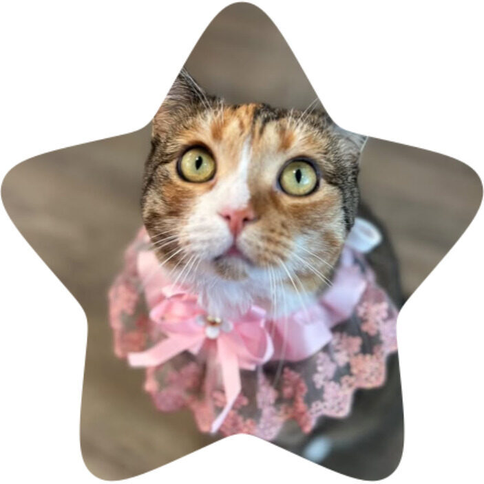 gypsy sue