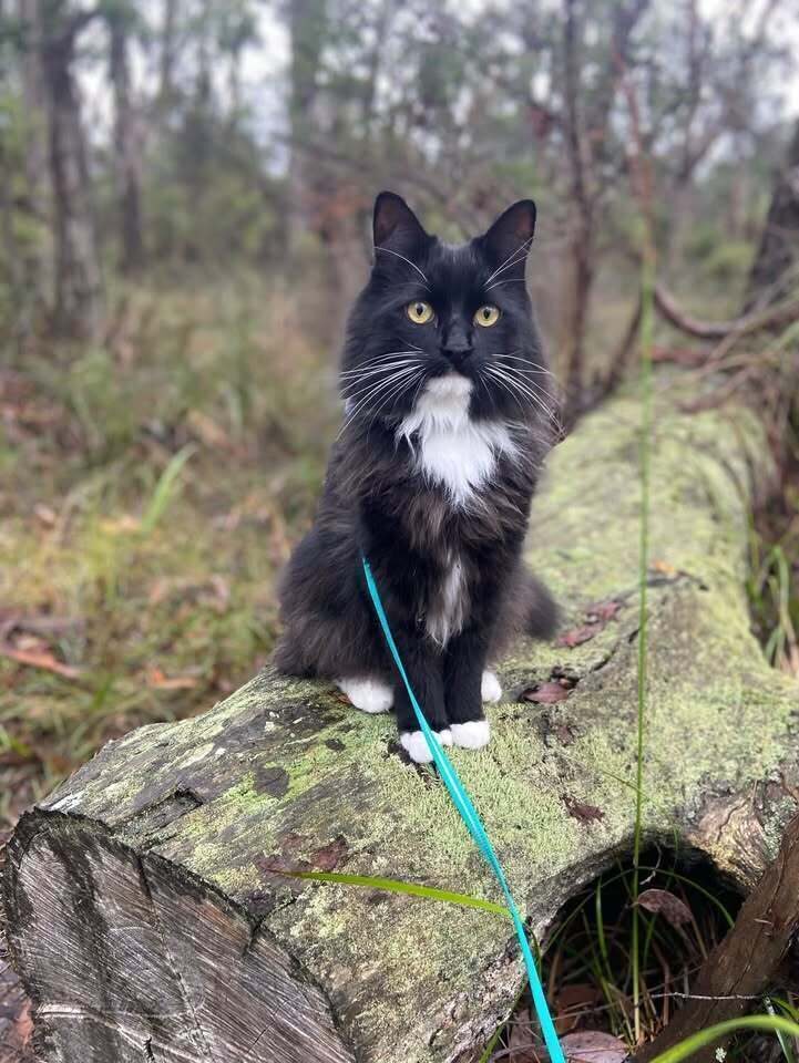 Maximus