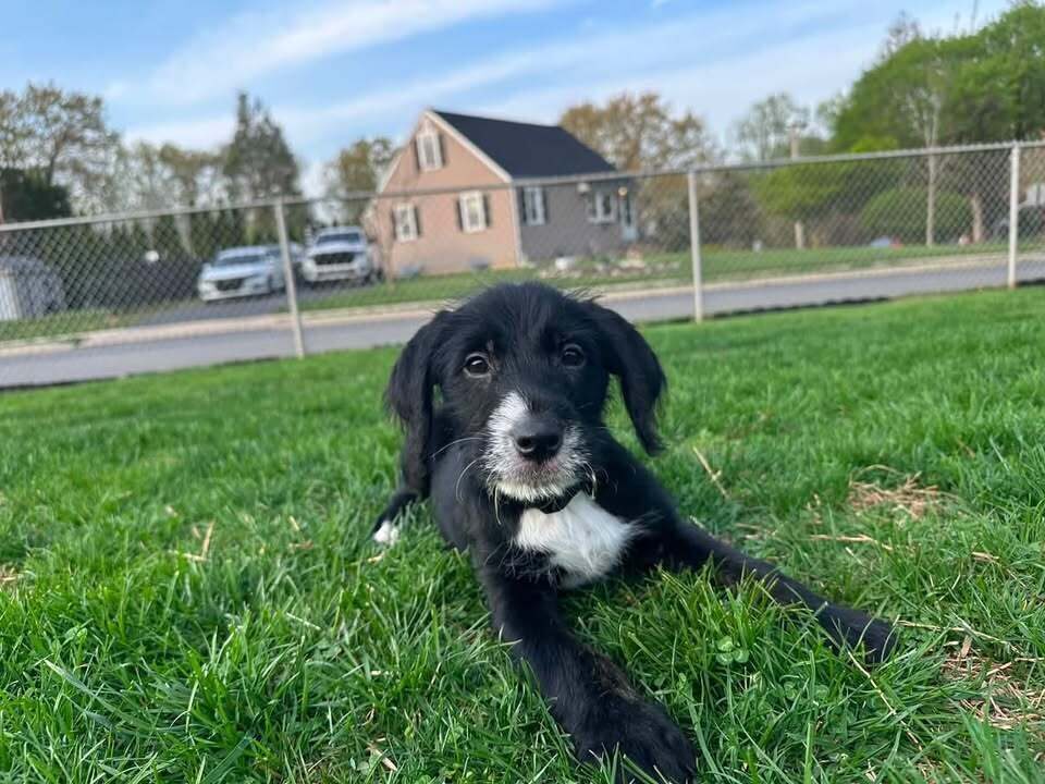 Brady
