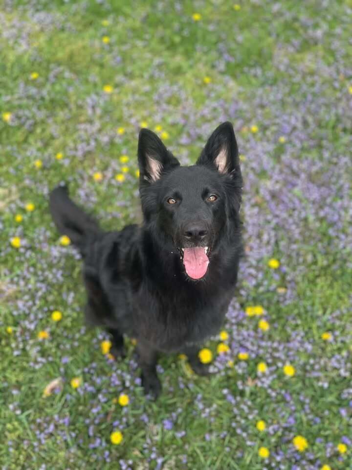 Bella